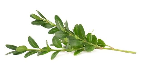 Ocuvit obsahuje extákt Mirta Leaf